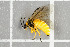  (Athalia cordata - NHMO-DAR-5819)  @14 [ ] CreativeCommons - Attribution Non-Commercial Share-Alike (2015) Unspecified University of Oslo, Natural History Museum