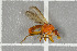  ( - NHMO-DAR-5709)  @11 [ ] CreativeCommons - Attribution Non-Commercial Share-Alike (2015) Unspecified University of Oslo, Natural History Museum