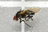  ( - NHMO-DAR-5740)  @11 [ ] CreativeCommons - Attribution Non-Commercial Share-Alike (2015) Unspecified University of Oslo, Natural History Museum