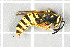  ( - NHMO-DAR-5773)  @14 [ ] CreativeCommons - Attribution Non-Commercial Share-Alike (2015) Unspecified University of Oslo, Natural History Museum