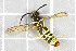  ( - NHMO-DAR-5774)  @13 [ ] CreativeCommons - Attribution Non-Commercial Share-Alike (2015) Unspecified University of Oslo, Natural History Museum