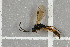  ( - NHMO-DAR-5753)  @12 [ ] CreativeCommons - Attribution Non-Commercial Share-Alike (2015) Unspecified University of Oslo, Natural History Museum