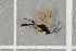  ( - NHMO-DAR-5809)  @12 [ ] CreativeCommons - Attribution Non-Commercial Share-Alike (2015) Unspecified University of Oslo, Natural History Museum