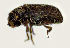  ( - NK1906)  @11 [ ] Copyright (2022) Natalia Kirichenko, Anton Efremenko Sukachev Institute of Forest SB RAS