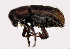  ( - NK1919)  @11 [ ] Copyright (2022) Natalia Kirichenko, Anton Efremenko Sukachev Institute of Forest SB RAS