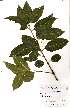  ( - OM1568)  @11 [ ] No Rights Reserved  Unspecified Unspecified
