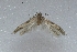  (Blastobasis vittata - IT1_Sept2021)  @11 [ ] Copyright (2021) John Langmaid World Museum Liverpool