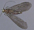  (Agapetus ablusus - EPAVT277)  @12 [ ] Unspecified (default): All Rights Reserved  Unspecified Unspecified