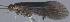  (Agapetus pontona - EPAVT281)  @12 [ ] Unspecified (default): All Rights Reserved  Unspecified Unspecified