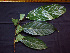  ( - K1353_B5)  @11 [ ] CreativeCommons - Attribution Non-Commercial Share-Alike (2019) Varun Swamy San Diego Zoo Global