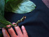  ( - K1353_B5)  @11 [ ] CreativeCommons - Attribution Non-Commercial Share-Alike (2019) Varun Swamy San Diego Zoo Global