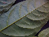 ( - K1353_B5)  @11 [ ] CreativeCommons - Attribution Non-Commercial Share-Alike (2019) Varun Swamy San Diego Zoo Global