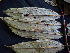  ( - K1353_C3)  @11 [ ] CreativeCommons - Attribution Non-Commercial Share-Alike (2019) Varun Swamy San Diego Zoo Global