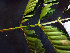  ( - K1353_F3)  @11 [ ] CreativeCommons - Attribution Non-Commercial Share-Alike (2019) Varun Swamy San Diego Zoo Global