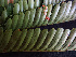  ( - K1353_F3)  @11 [ ] CreativeCommons - Attribution Non-Commercial Share-Alike (2019) Varun Swamy San Diego Zoo Global