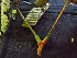  ( - K1353_F3)  @11 [ ] CreativeCommons - Attribution Non-Commercial Share-Alike (2019) Varun Swamy San Diego Zoo Global