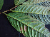  ( - K1353_E1)  @11 [ ] CreativeCommons - Attribution Non-Commercial Share-Alike (2019) Varun Swamy San Diego Zoo Global