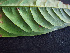  ( - K1353_E1)  @11 [ ] CreativeCommons - Attribution Non-Commercial Share-Alike (2019) Varun Swamy San Diego Zoo Global