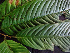  ( - K1353_E1)  @11 [ ] CreativeCommons - Attribution Non-Commercial Share-Alike (2019) Varun Swamy San Diego Zoo Global