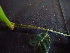  ( - K1354_C1)  @11 [ ] CreativeCommons - Attribution Non-Commercial Share-Alike (2019) Varun Swamy San Diego Zoo Global