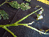  ( - K1354_C1)  @11 [ ] CreativeCommons - Attribution Non-Commercial Share-Alike (2019) Varun Swamy San Diego Zoo Global