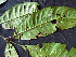 ( - K1354_C1)  @11 [ ] CreativeCommons - Attribution Non-Commercial Share-Alike (2019) Varun Swamy San Diego Zoo Global