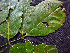  ( - K1353_G5)  @11 [ ] CreativeCommons - Attribution Non-Commercial Share-Alike (2019) Varun Swamy San Diego Zoo Global