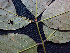  ( - K1353_G5)  @11 [ ] CreativeCommons - Attribution Non-Commercial Share-Alike (2019) Varun Swamy San Diego Zoo Global