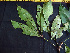  ( - K1354_D6)  @11 [ ] CreativeCommons - Attribution Non-Commercial Share-Alike (2019) Varun Swamy San Diego Zoo Global