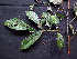  ( - K1353_G7)  @11 [ ] CreativeCommons - Attribution Non-Commercial Share-Alike (2019) Varun Swamy San Diego Zoo Global