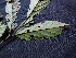  ( - K1353_G7)  @11 [ ] CreativeCommons - Attribution Non-Commercial Share-Alike (2019) Varun Swamy San Diego Zoo Global