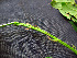  (Caesalpinia sp. 1 - K1353_E5)  @11 [ ] CreativeCommons - Attribution Non-Commercial Share-Alike (2019) Varun Swamy San Diego Zoo Global