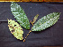  ( - K1354_C8)  @11 [ ] CreativeCommons - Attribution Non-Commercial Share-Alike (2019) Varun Swamy San Diego Zoo Global