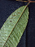  (Marila laxiflora - K1354_C8)  @11 [ ] CreativeCommons - Attribution Non-Commercial Share-Alike (2019) Varun Swamy San Diego Zoo Global