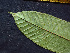  ( - K1354_C8)  @11 [ ] CreativeCommons - Attribution Non-Commercial Share-Alike (2019) Varun Swamy San Diego Zoo Global