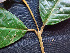  ( - K1354_C8)  @11 [ ] CreativeCommons - Attribution Non-Commercial Share-Alike (2019) Varun Swamy San Diego Zoo Global