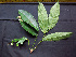  ( - K1353_E4)  @11 [ ] CreativeCommons - Attribution Non-Commercial Share-Alike (2019) Varun Swamy San Diego Zoo Global
