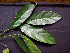  ( - K1353_E4)  @11 [ ] CreativeCommons - Attribution Non-Commercial Share-Alike (2019) Varun Swamy San Diego Zoo Global