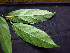  ( - K1353_E4)  @11 [ ] CreativeCommons - Attribution Non-Commercial Share-Alike (2019) Varun Swamy San Diego Zoo Global