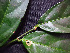  ( - K1353_E4)  @11 [ ] CreativeCommons - Attribution Non-Commercial Share-Alike (2019) Varun Swamy San Diego Zoo Global