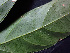  ( - K1353_E4)  @11 [ ] CreativeCommons - Attribution Non-Commercial Share-Alike (2019) Varun Swamy San Diego Zoo Global