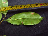  ( - K1353_B7)  @11 [ ] CreativeCommons - Attribution Non-Commercial Share-Alike (2019) Varun Swamy San Diego Zoo Global