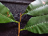  ( - K1353_B7)  @11 [ ] CreativeCommons - Attribution Non-Commercial Share-Alike (2019) Varun Swamy San Diego Zoo Global