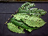  ( - K1353_C4)  @11 [ ] CreativeCommons - Attribution Non-Commercial Share-Alike (2019) Varun Swamy San Diego Zoo Global