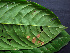  ( - K1353_C4)  @11 [ ] CreativeCommons - Attribution Non-Commercial Share-Alike (2019) Varun Swamy San Diego Zoo Global