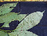  ( - K1354_D2)  @11 [ ] CreativeCommons - Attribution Non-Commercial Share-Alike (2019) Varun Swamy San Diego Zoo Global