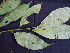 ( - K1354_D2)  @11 [ ] CreativeCommons - Attribution Non-Commercial Share-Alike (2019) Varun Swamy San Diego Zoo Global