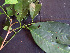  ( - K1354_D2)  @11 [ ] CreativeCommons - Attribution Non-Commercial Share-Alike (2019) Varun Swamy San Diego Zoo Global
