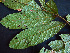  ( - K1353_G1)  @11 [ ] CreativeCommons - Attribution Non-Commercial Share-Alike (2019) Varun Swamy San Diego Zoo Global