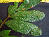  ( - K1353_G1)  @11 [ ] CreativeCommons - Attribution Non-Commercial Share-Alike (2019) Varun Swamy San Diego Zoo Global